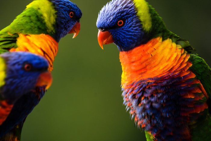 Image de 3 perroquets colorés