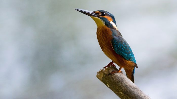 Image de martin pêcheur sur une branche